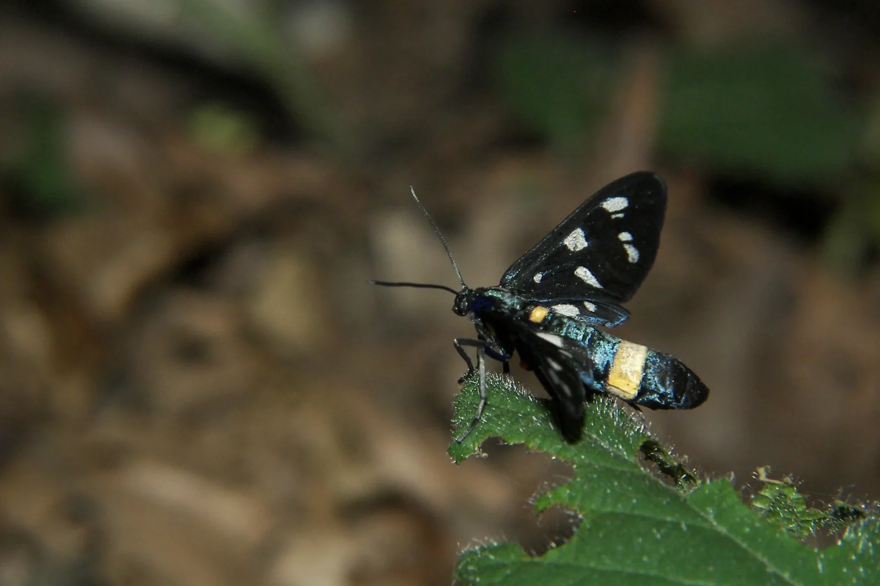 Aspromonte — demo tour image 1