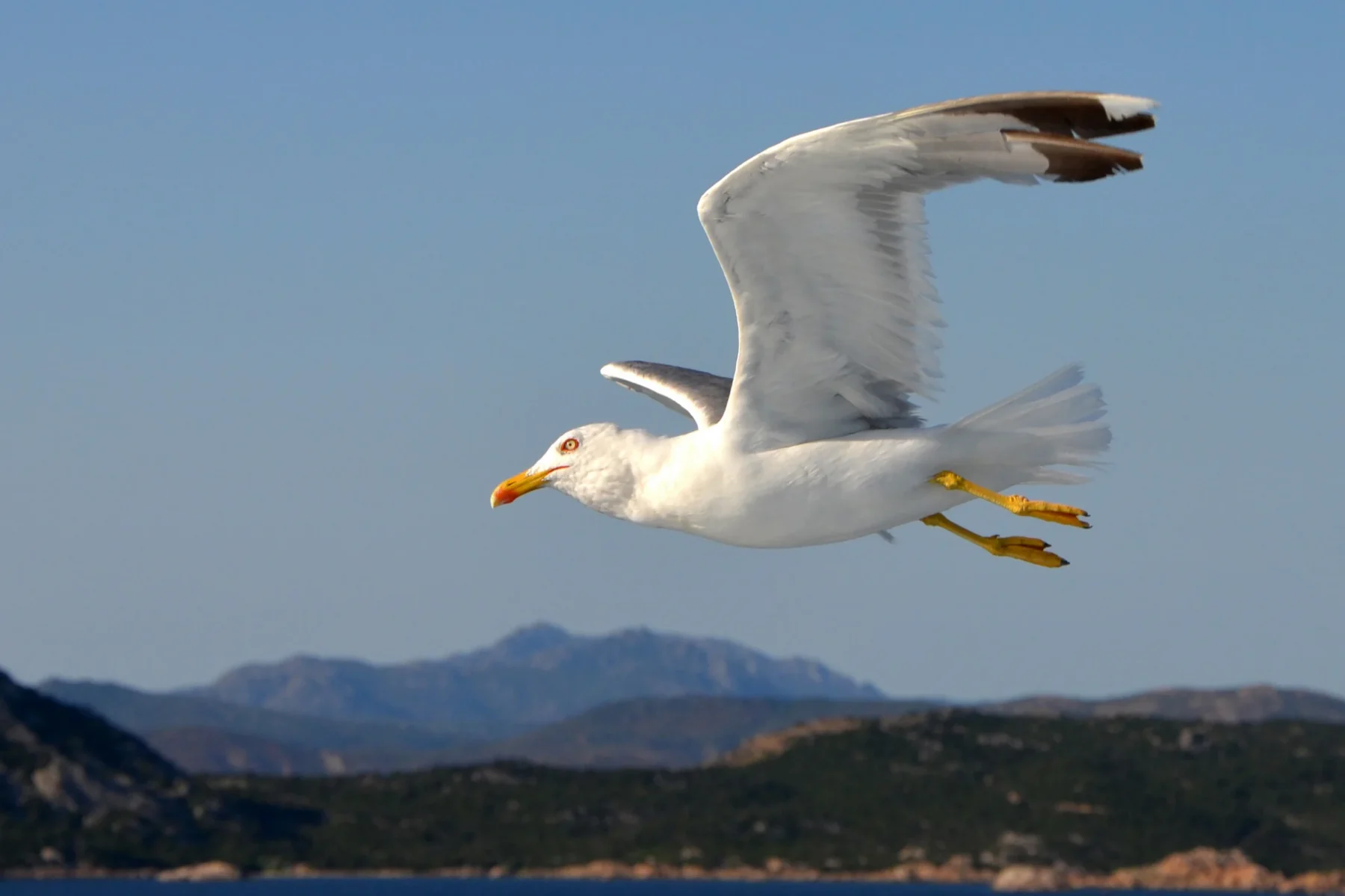 Olbia — demo tour image 1